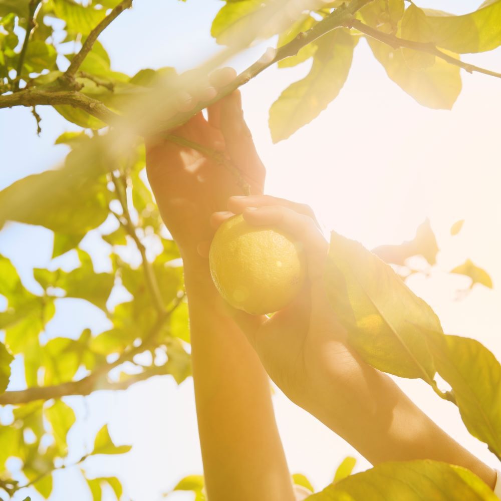 Replica Under the Lemon Trees EDT | Maison Margiela Official
